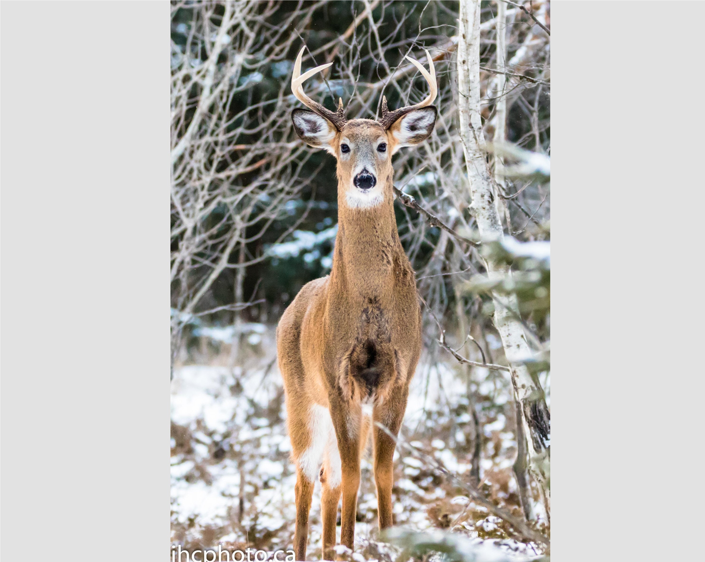 Deer Print, Deer Art, Deer Wall Art, Deer Art Print, Buck Deer, Deer Photo, Deer Pictures, White Tail Deer, Buck Deer Art, Deer Gift
