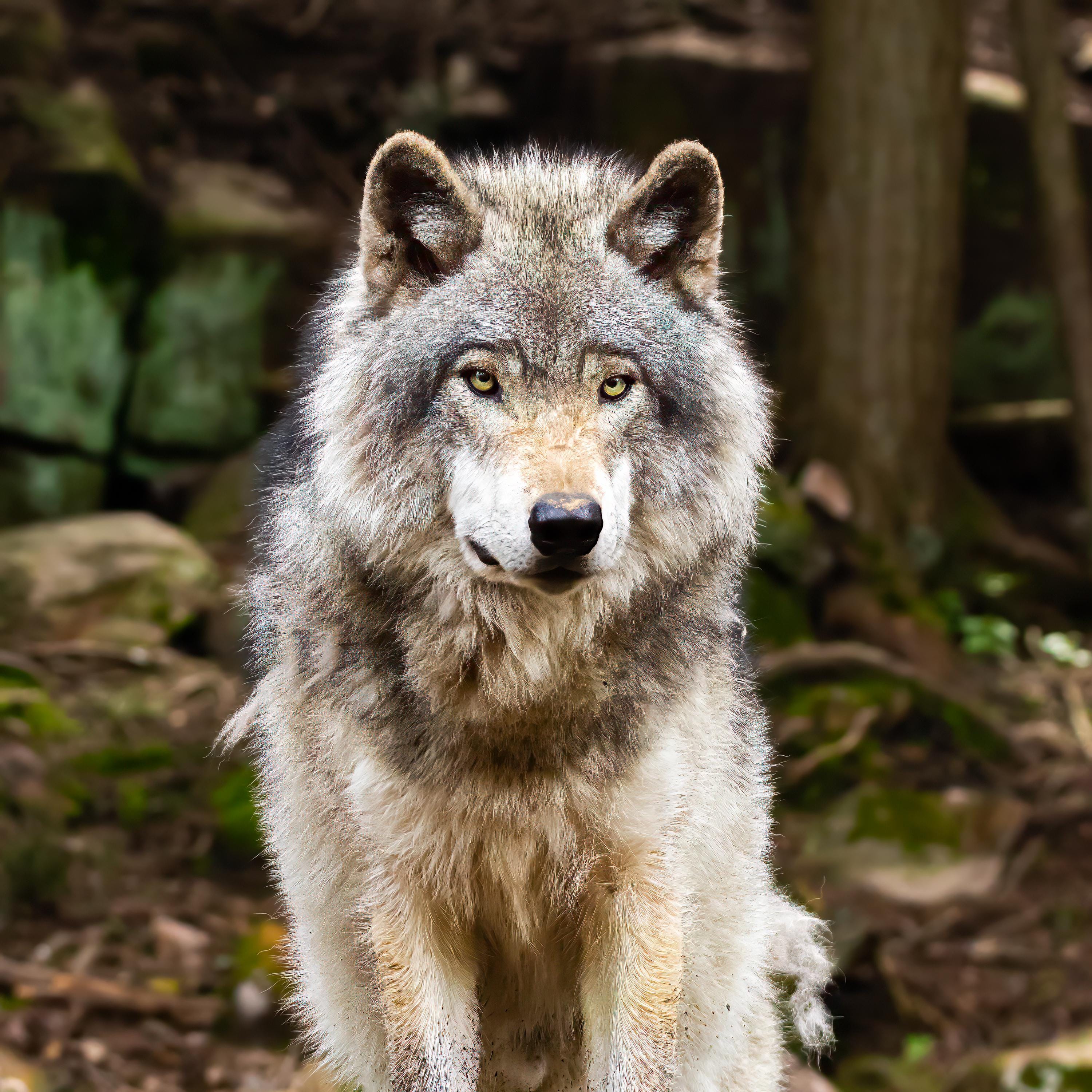 Grey Wolf Wall Art Canvas Print Ready to Hang, Wolf Close Up Photography, Wildlife Wall Decor, Square Animal Art 20x20