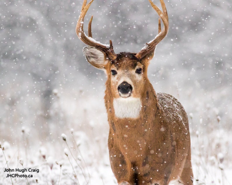 Deer Wall Art Deer Picture Buck Deer Art Deer Photography Deer Love Deer Print Whitetail Deer Print Animal Photography Deer