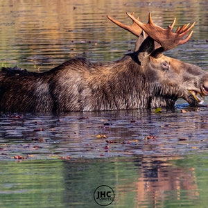Bull Moose Wall Art Canvas, Moose Photography , Moose Art Canvas, Wildlife Photography, Moose Gift, Moose Wall Decor, Nature Photography