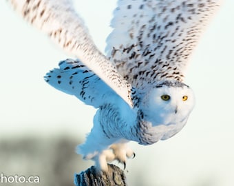 Owl Art, Owl Décor, Owl Picture, Owl Print, Owl Photography, Owl Wall Art, Snowy Owl, White Owl, Arctic Owl, Owl Photo, Wildlife Photography