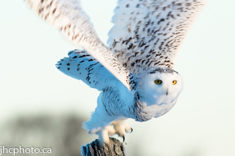 Owl Art, Owl Décor, Owl Picture, Owl Print, Owl Photography, Owl Wall Art, Snowy Owl, White O