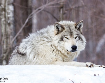 Wolf, Wolf Print, Wolf Picture, Wolf Art, Wolf Photography, Timber Wolf, Grey Wolf, Gift for Him, Wildlife Photography, Gift for Kids