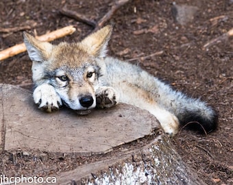 Wolf Print, Wolf Art, Wolf Pup Print, Wolf Photography, Baby Wolf, Wolf Artwork, Wolf Wall Art, Wolf Picture, Wolf Photo, Timber Wolf Pup