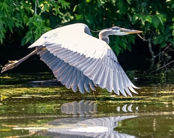Great Blue Heron Wall Art, Blue Heron Canvas Print, Wildlife Photography, Bird Wall Decor, Nature & Cottage Art