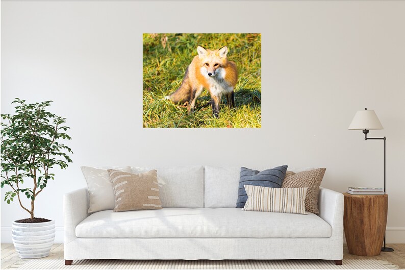 Red Fox Wall Art Canvas, Fox Art, Large Wall Art, Fox Photography, Fox