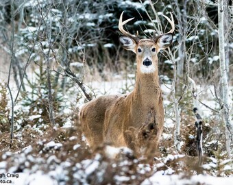 Deer, Deer Picture, Deer Photography, Deer Canvas, Deer Photo, Deer Wall Art, ,Deer,Wildlife Photo,Wildlife Lover, Gift for Him