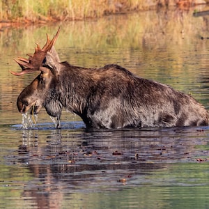 Bull Moose, Moose Canvas Print, Moose Gifts, Moose Wall Print, Moose Art, Moose Wall Decor, Moose Home Decor, Moose Photo, Christmas Gift