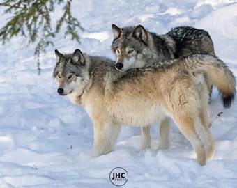 Wolf, Wolf Print, Wolf Picture, Wolf Art, Wolf Photography, Timber Wolf, Grey Wolf, Gift for Him, Wildlife Photography, Gift for Kids
