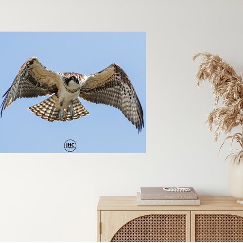 Osprey Wall Art, Canvas Print, Large Wall Art, Bird Photography, Canvas Wall Art, Home shops Decor, Wildlife Photography