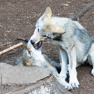 Gray Wolf, Wolf Print, Wolf Pups, Wolf Picture, Wolf Art, Wolf Photography, Timber Wolf, Grey Wolf, Gift for Him, Wildlife Photography