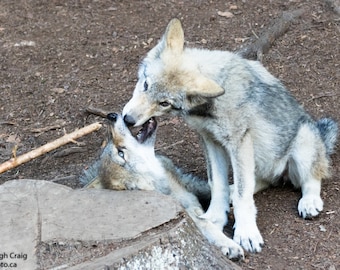 Gray Wolf, Wolf Print, Wolf Pups, Wolf Picture, Wolf Art, Wolf Photography, Timber Wolf, Grey Wolf, Gift for Him, Wildlife Photography