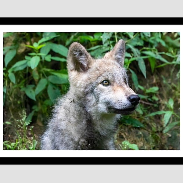 Wolf Photography, Wolf Pup, Large Wall Print, Wolf Print, Nature Photography, Grey Wolf, Fine Art Print, Large Art