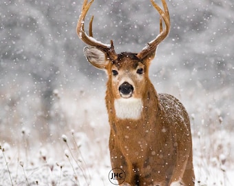 Whitetail Deer Wall Art Print, Deer Wall Decor, Deer Lover, Buck Deer, Stag Deer, Deer Print, Deer Photo, Deer Gift,  Gift for Him