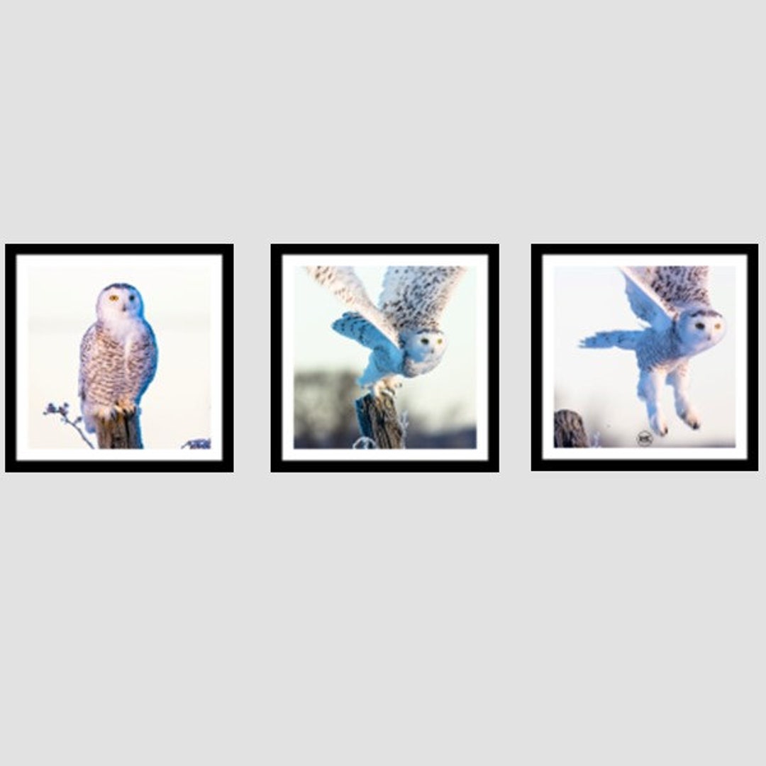 Owl Prints, Owl Art, Set of 3, Owl Wall Art, Owl Photo, Snowy Owl, Owl