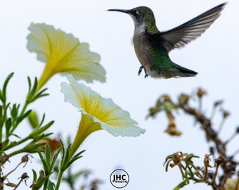 Hummingbird Wall Print, Hummingbird Photo, Hummingbird Wall Decor, Hummingbird Flying, Hummingbird Art, Bird Photography