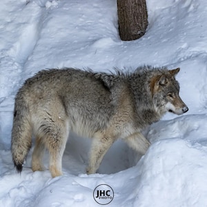 Grey Wolf Wall Art, Wolf Canvas, Animal Photography, Wolf Photo, Wolf Art, Wildlife Photography , Wolf Photography, Wall Art, Wolf Gift