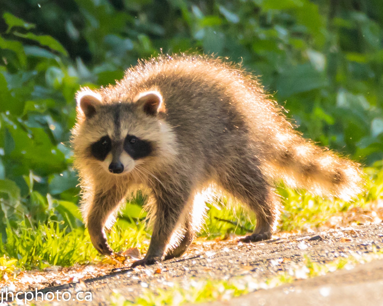 Raccoon, Raccoon Print, Raccoon Walking, Raccoon Gifts, Raccoon Photo