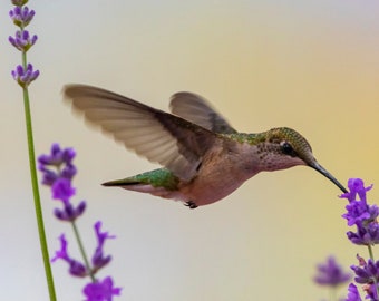Hummingbird Wall Print, Hummingbird Photography, Hummingbird Wall Decor, Hummingbird Flying, Hummingbird Art, Bird Photography