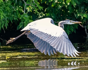 Great Blue Heron Canvas Wall Art 20x20 | Flying Heron Over Water Photography | Bird Lover Nature Decor | Ready to Hang Square Canvas