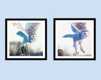 Owl Print, Owl Art, Bird Photography, Set of 2, Owl Gift, Gift for Her, Gift for Him, Home Décor, Snowy Owl, Owl Photo