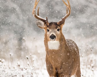 Whitetail Deer Buck Canvas Wall Art, Deer in Snowstorm, Wildlife Photography, Winter Nature Decor, Rustic Cabin Wall Art
