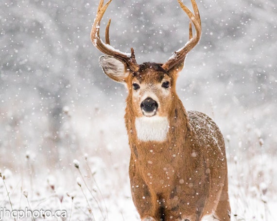 Deer Wall Art Deer Picture Buck Deer Art Deer Photography Deer Love Deer Print Whitetail Deer Print Animal Photography Deer