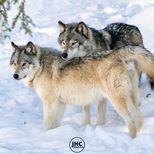 Wolf Love Wall Art, Valentines Gift, Wolf Canvas, Wolf Gift, Grey Wolf, Wildlife Print, Fine Art Print, Wildlife Photography, Animal Lover