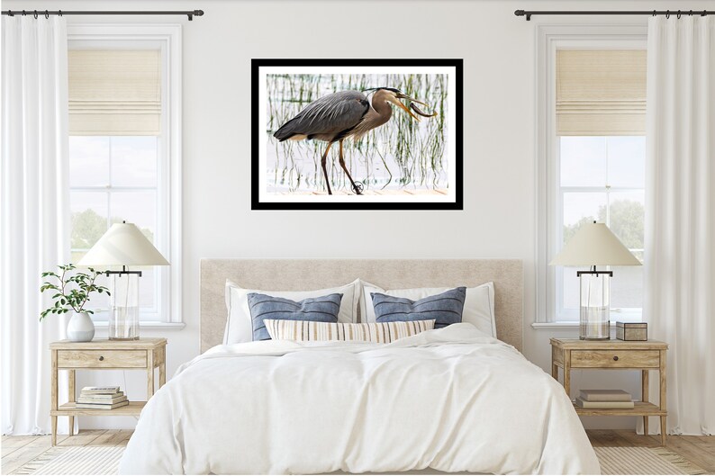 K&ouml;nnte beinhalten: Gerahmter Druck eines Graureihers in einer Feuchtgebietsumgebung. Der Vogel mit grau-blauem Gefieder wird im Schritt erfasst und h&auml;lt einen Fisch im Schnabel. Das Kunstwerk wird &uuml;ber einem Bett in einem Schlafzimmer gezeigt.