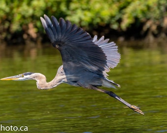 Great Blue Heron Flying Print - Heron Wall Art - Gift for Heron Lover - Heron Bird - Heron Art - Heron Print - Heron Pics - Heron Photo