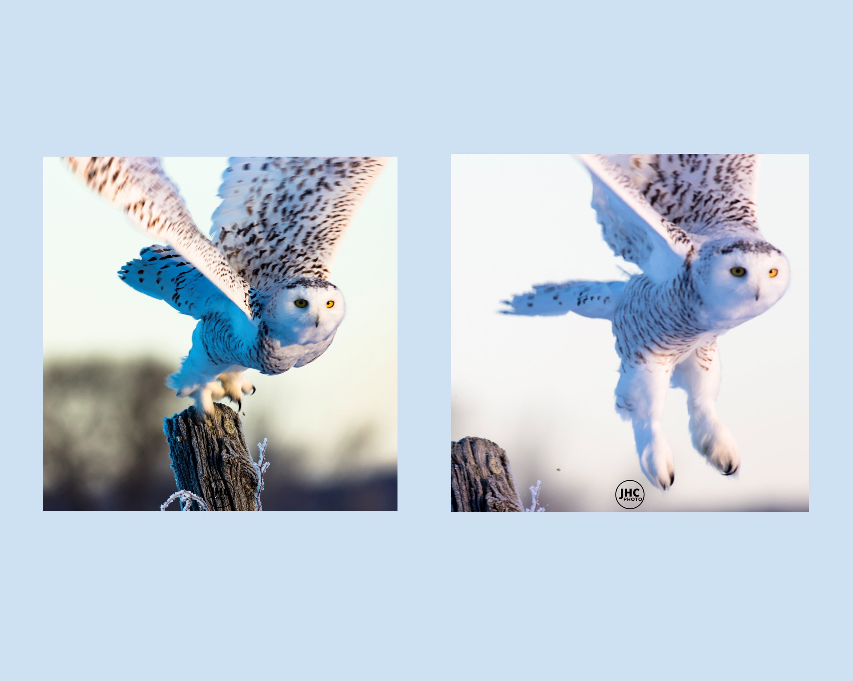 Owl Wall Art, Owl Art, Bird Photography, Set of 2, Owl Gift, Gift for Her, Gift for Him, Home D&eacu