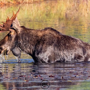 Bull Moose Print, Moose Decor, Moose Art, Wall Art, Nature Photography, Wildlife Photo, Cabin Decor, Moose Lover, Gift for Him