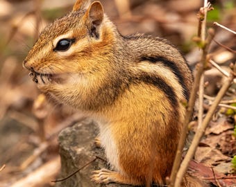 Chipmunk Canvas Wall Art, Woodland Nursery Decor, Wildlife Photo Print, Woodland Animal Wall Decor, Nature Lover Gift