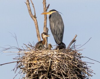 Heron Family Wall Art, Great Blue Heron Canvas Print, Wildlife Photography, Bird Lover Gift, Lake House & Cottage Decor