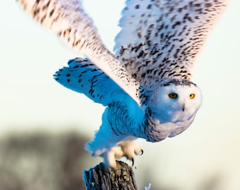 Snowy Owl Canvas Wall Art, Owl in Flight Wildlife Photography, Winter Bird Decor, Nature Wall Art, Bird Lover Gift