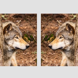 Grey Wolf Wall Art Canvas Set, Wolf Wall Art, Wolf Gift, Wolf Photo, Wildlife Print, Fine Art Print, Wildlife Photography, Wall Art Prints