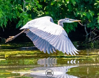 Bird Photography, Blue Heron, Great Blue Heron, Heron Bird, Heron, Heron Photography, Heron Art, Heron Wall Art, Heron Picture, Heron Decor
