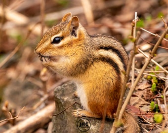 Cute Chipmunk Print: Wildlife Photography Wall Art, Nature Decor, Gift for Wildlife Lover, Fine Art Chipmunk Photography