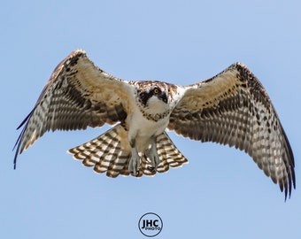 Osprey Wall Art, Osprey Canvas Print, Osprey Photography, Bird Wall Decor, Wildlife Photography, Lake House Decor, Bird Lover Gift