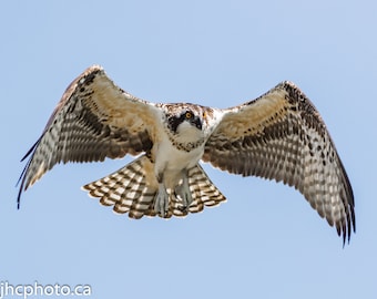 Osprey Wings - Osprey Bird - Osprey - Osprey Pictures - Osprey Images, Gift for Wildlife Lover, Gift for Him