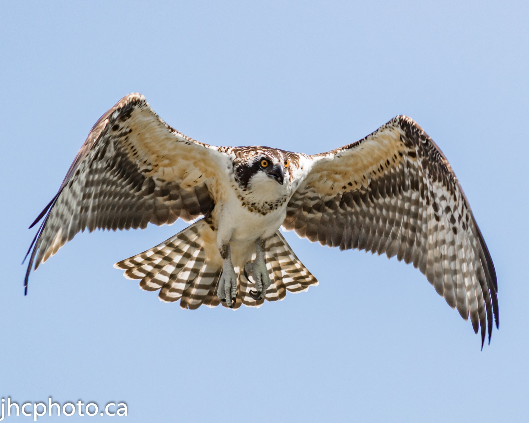 Ospreys Aren't Your Typical Raptors - Whidbey Camano Land Trust