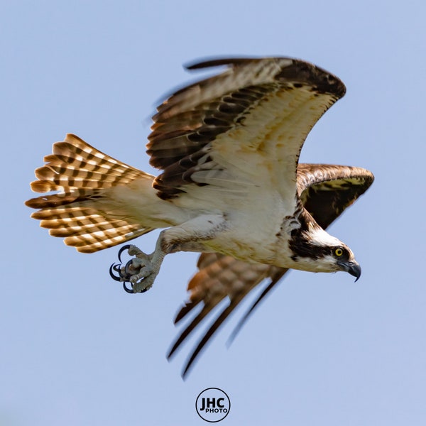 Osprey Print, Raptor, Bird of Prey, Bird Wall Art, Osprey Photo, Bird Photography, Osprey Art, Bird Lover Gift