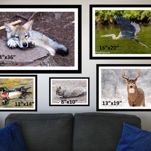 May include: A collage of five framed wildlife photographs. The top left image shows a young wolf lying on a rock. The top right image shows a great blue heron in flight. The bottom left image shows a wood duck swimming in a pond. The bottom middle image shows a grey squirrel sitting on the ground. The bottom right image shows a white-tailed deer standing in a snowy field.