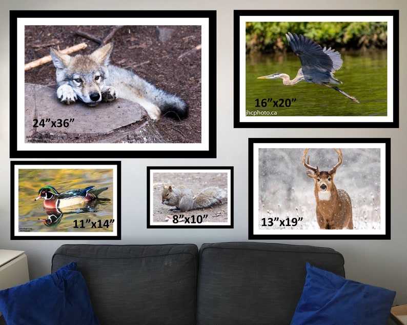 May include: A collage of five framed wildlife photographs. The top left image shows a young wolf lying on a rock. The top right image shows a great blue heron in flight. The bottom left image shows a wood duck swimming in a pond. The bottom middle image shows a grey squirrel sitting on the ground. The bottom right image shows a white-tailed deer standing in a snowy field.