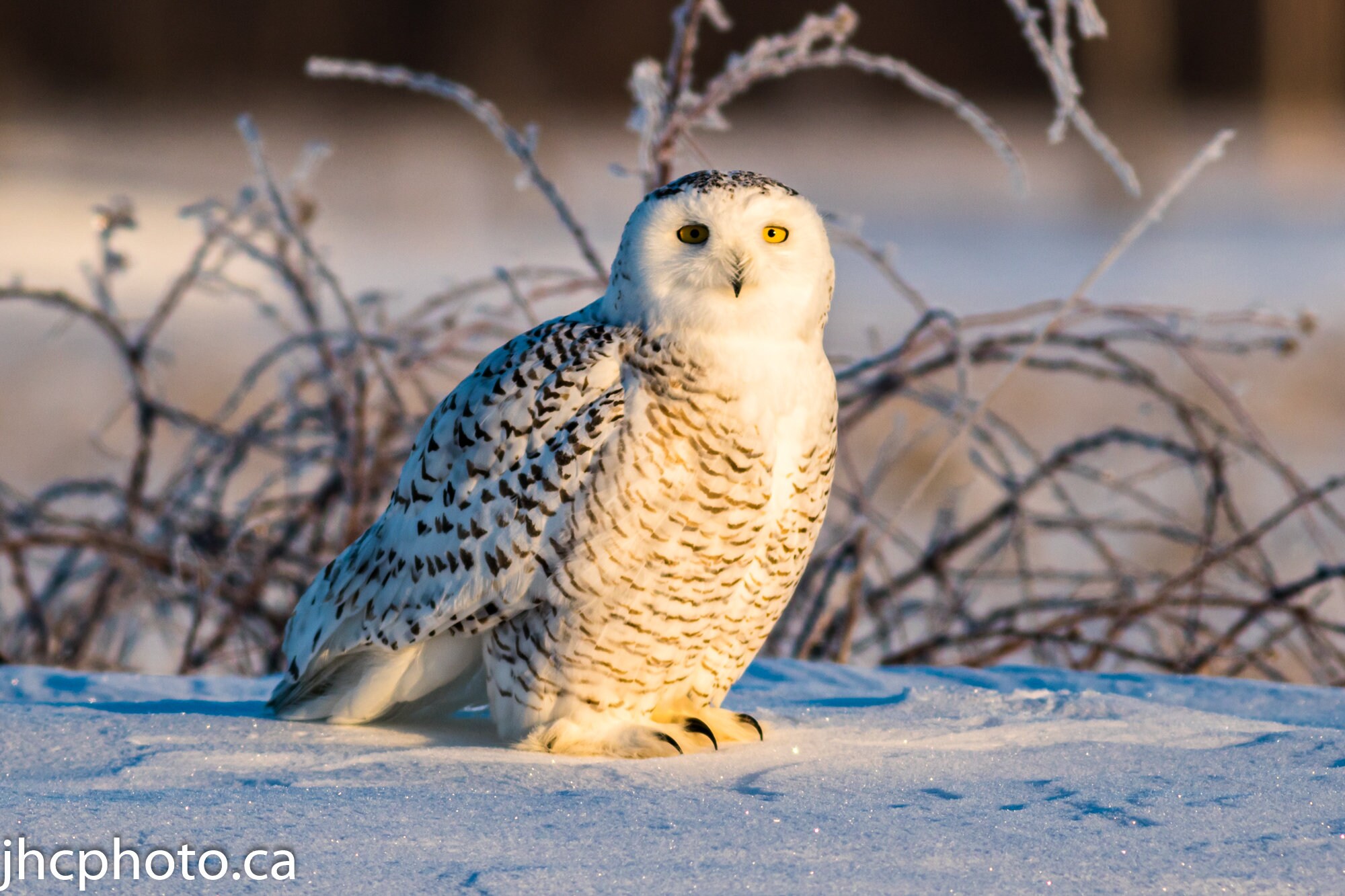 Snowy Owl Wall Art Canvas, Owl Art, Owl Wall Art, Owl Photo, Snowy Owl, Owl Picture, Bird Photograph