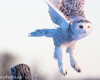 Owl, Snowy Owl Print,Owl Photography,Snowy Owl,Owl Print,Gift for Him,Photography Prints,Wildlife Photography,Gift for Kids,Bird Photography