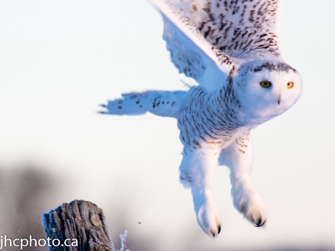 Owl, Snowy Owl Print,Owl Photography,Snowy Owl,Owl Print,Gift for Him,Photography Prints,Wildlife Ph
