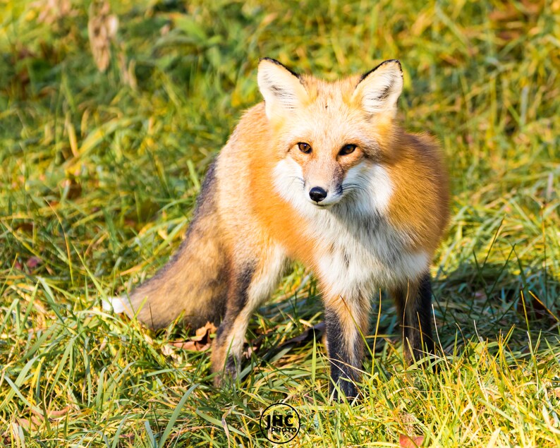 Red Fox Wall Art Canvas, Fox Art, Large Wall Art, Fox Photography, Fox