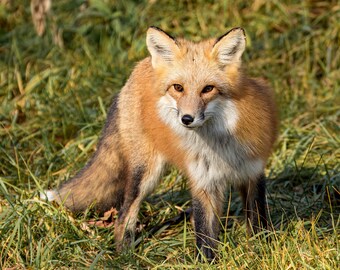 Red Fox Wall Art, Wildlife Photography Canvas Print, Fox Nature Decor, Woodland Animal Art, Large Wall Art, Rustic Home Decor