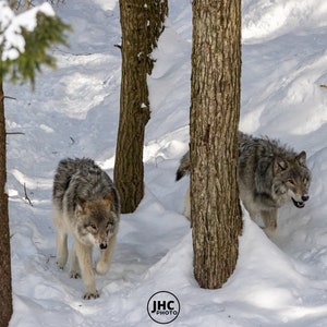 Gray Wolves Wall Art Print, Wolf Photography, Wolf Wall Art, Wolf photo, Gift for Him, Wildlife Photography, Gift for Kids, Wolf Decor